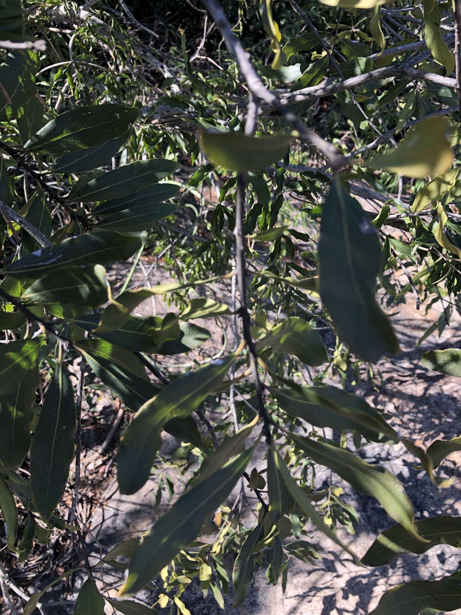 Image of Euclea natalensis subsp. angustifolia F. White