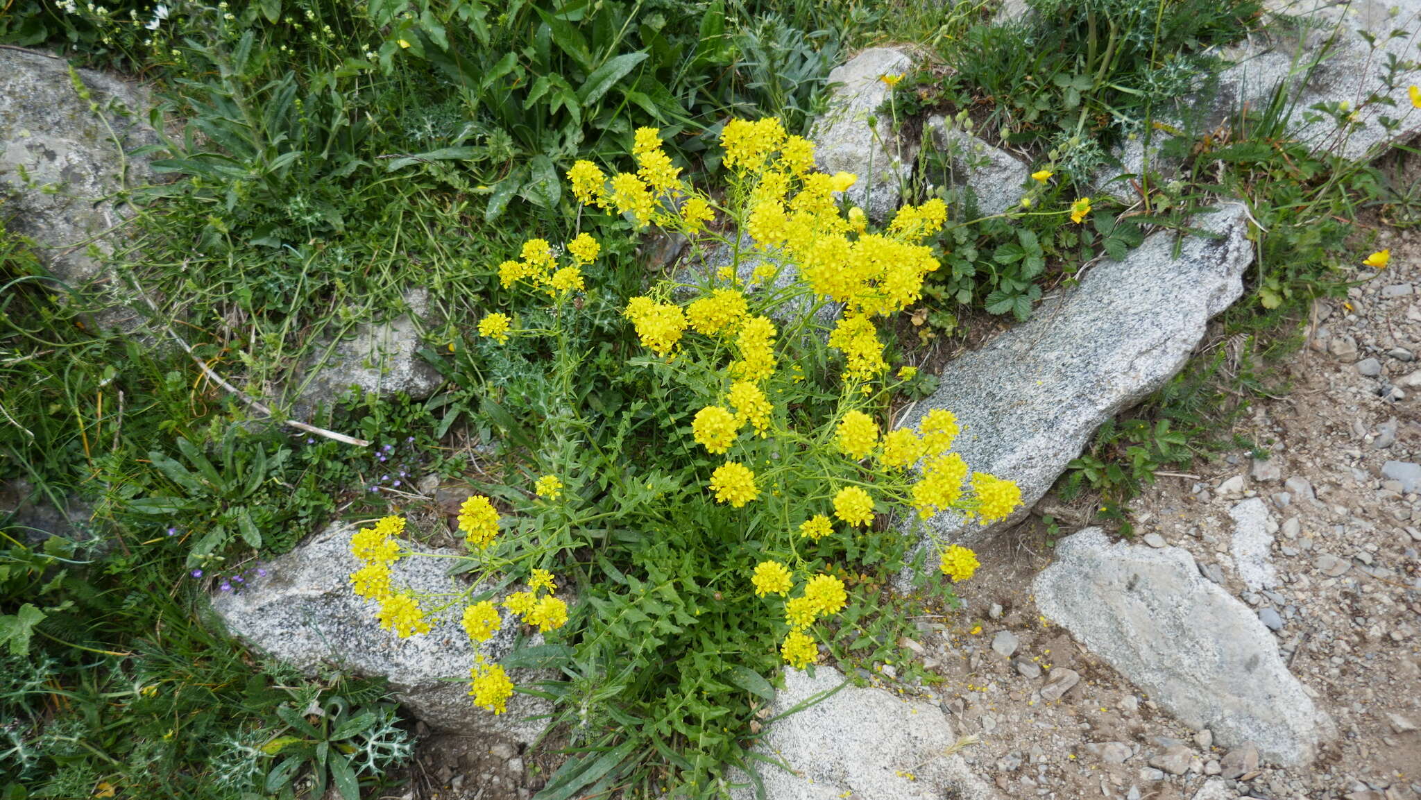 Слика од Sisymbrium austriacum Jacq.