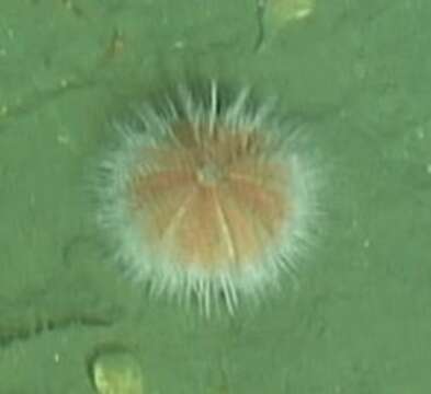 Image of fragile sea urchin