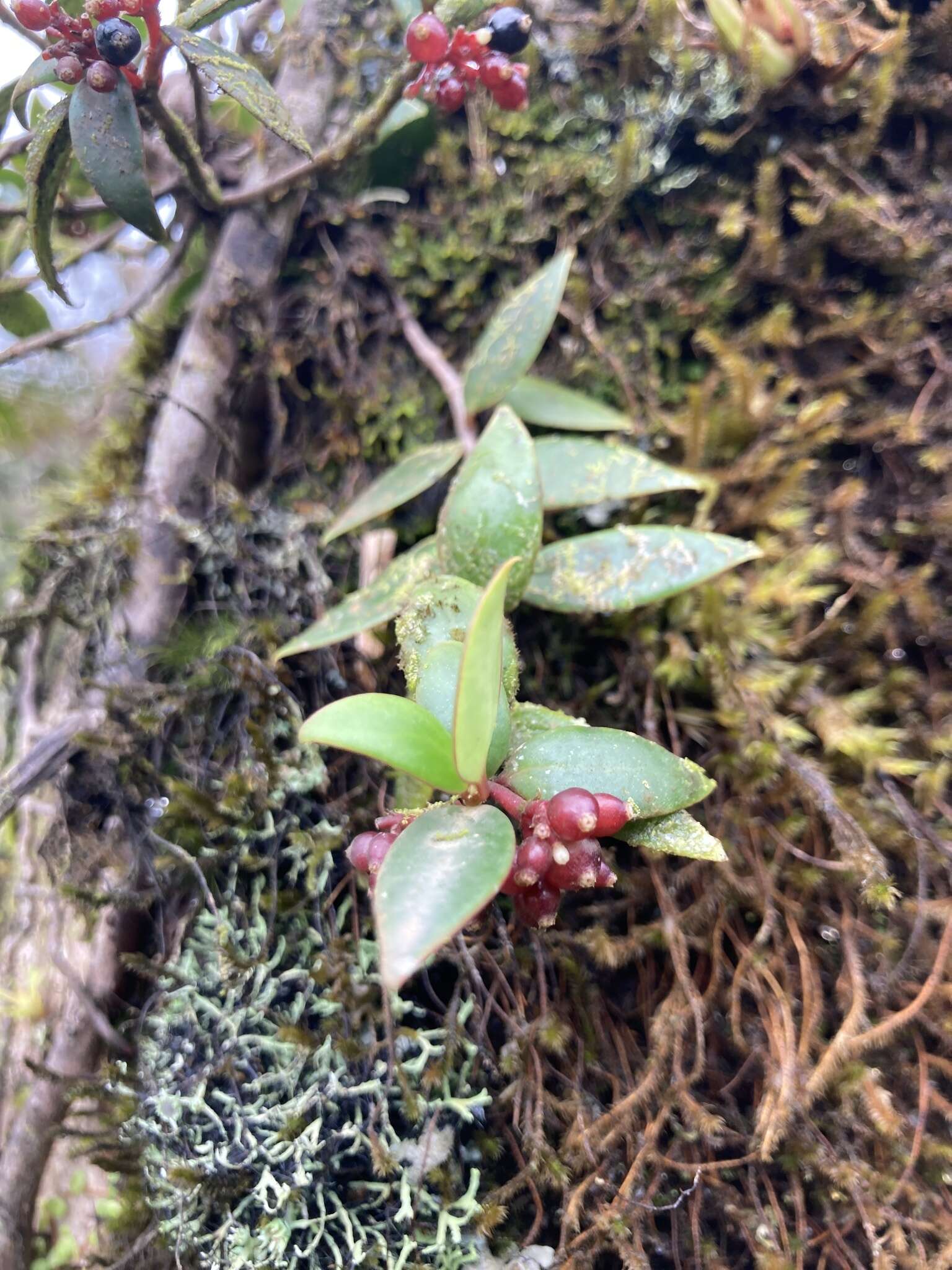 Image of Notopleura parasitica subsp. parasitica