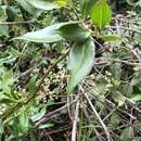 Sivun Valeriana clematitis Kunth kuva