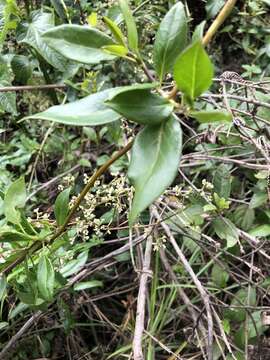 Image of Valeriana clematitis Kunth