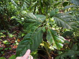 Image of Calatola costaricensis Standl.