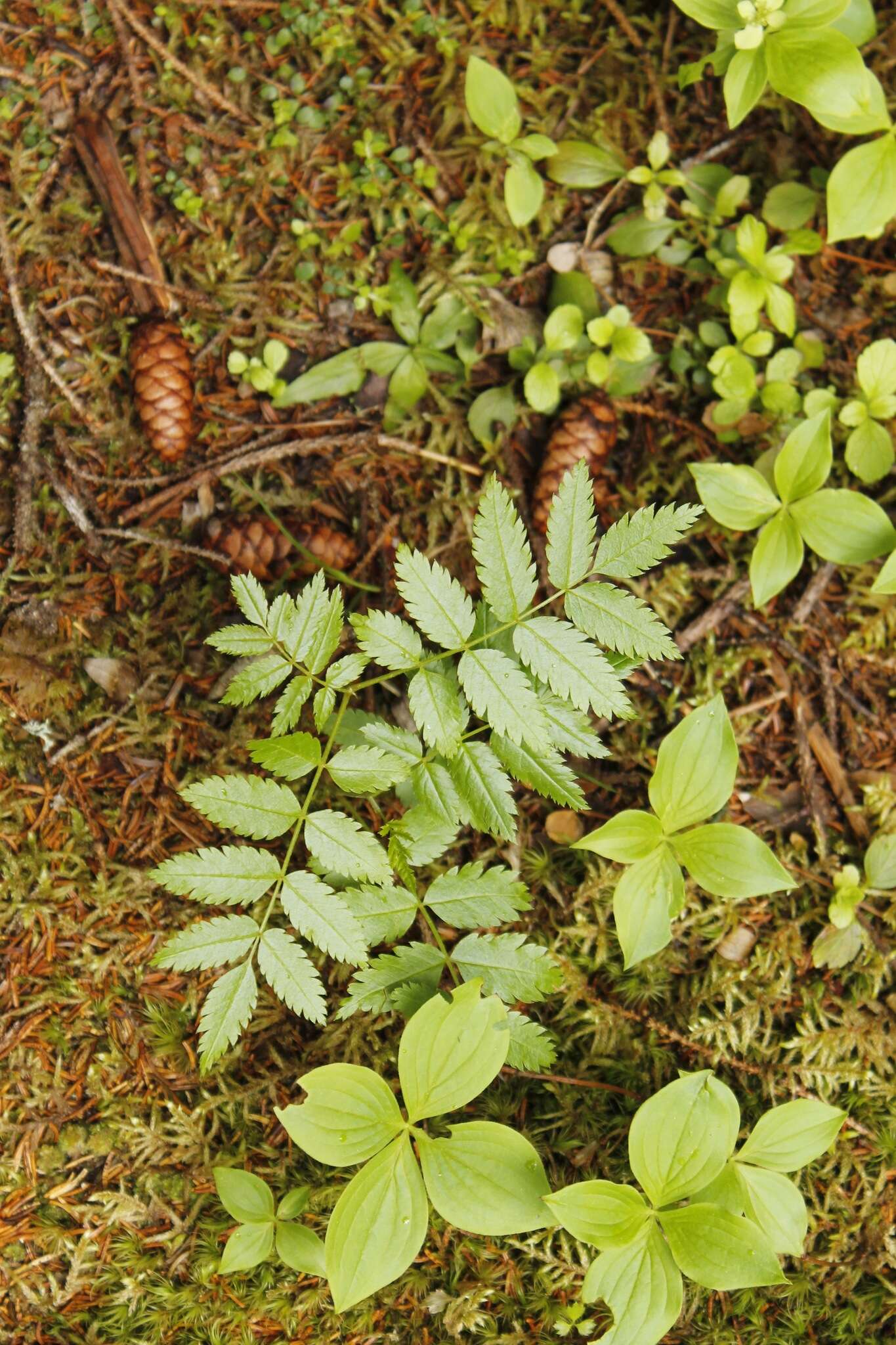 Image of American mountain ash