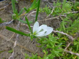 Image of Romulea flava var. flava