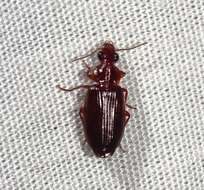 Image of Ground beetle