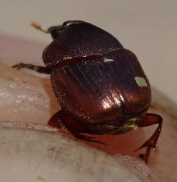 Image of Caccobius (Caccophilus) ferrugineus (Fahraeus 1857)