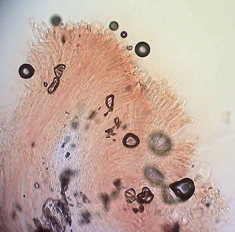 Image of Leccinum californicum Thiers 1971