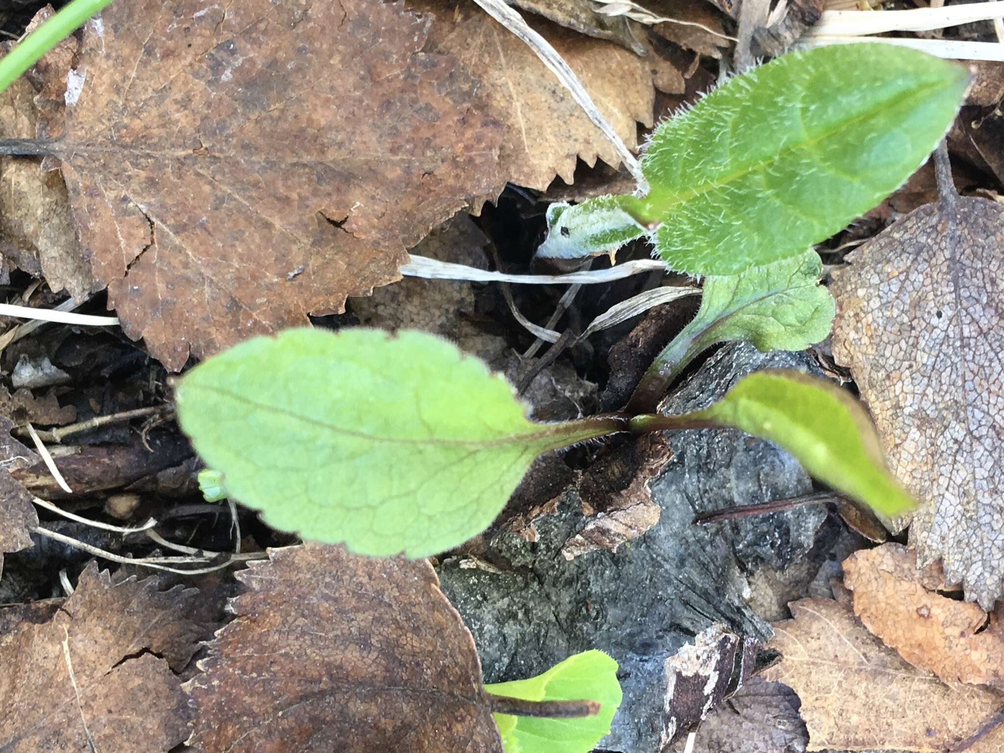 Image de Solidago virgaurea subsp. minuta (L.) Arcangeli