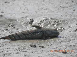 Image of Blue-spotted Mudskipper