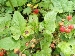 Слика од Rubus crataegifolius Bunge