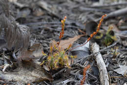 Image de Drosera scorpioides Planch.