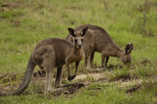 Image of <i><i>Macropus</i></i> (Macropus) <i>giganteus</i> Shaw 1790