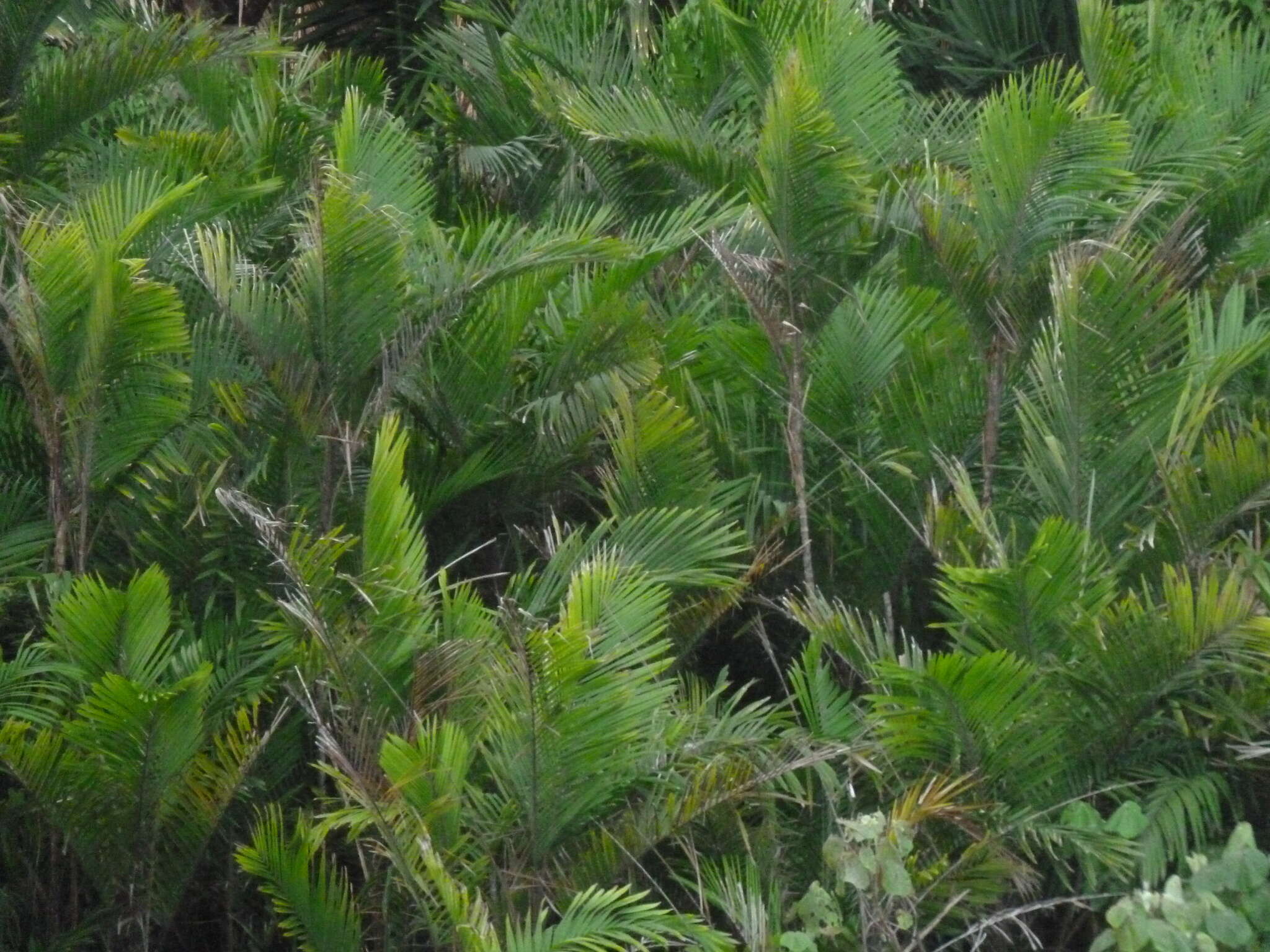 Image de Bactris maraja Mart.