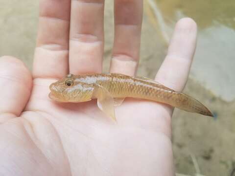 Слика од Rhinogobius similis Gill 1859