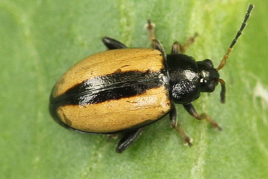 Image of Horseradish Flea Beetle