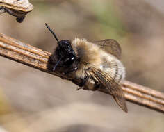 Andrena nycthemera Imhoff 1868 resmi