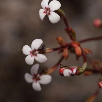 Image of Stylidium pulchellum Sond.