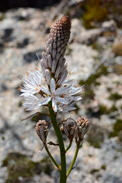 Image of White asphodel