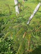 Plancia ëd Leucaena leucocephala subsp. leucocephala