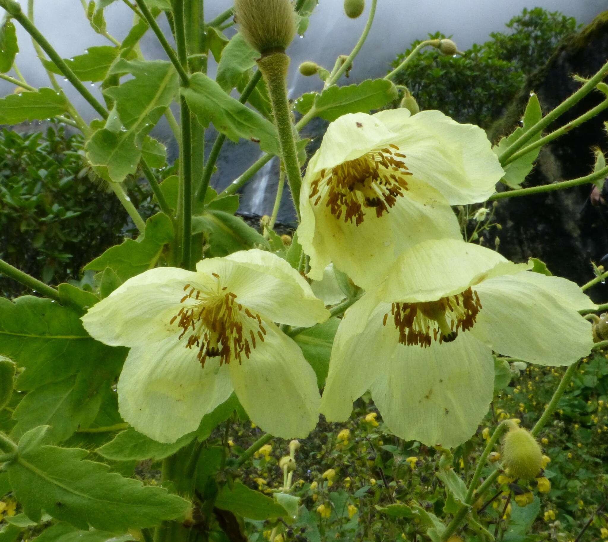 Image of Meconopsis paniculata (D. Don) Prain