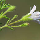 Image of Heterochroa violacea Walp.