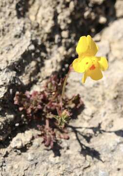 Image of widecalyx monkeyflower