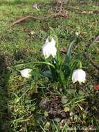 Image of Spring Snowflake