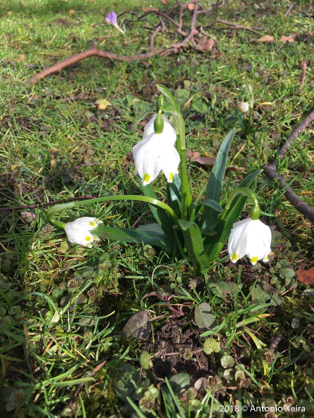 Image of Spring Snowflake