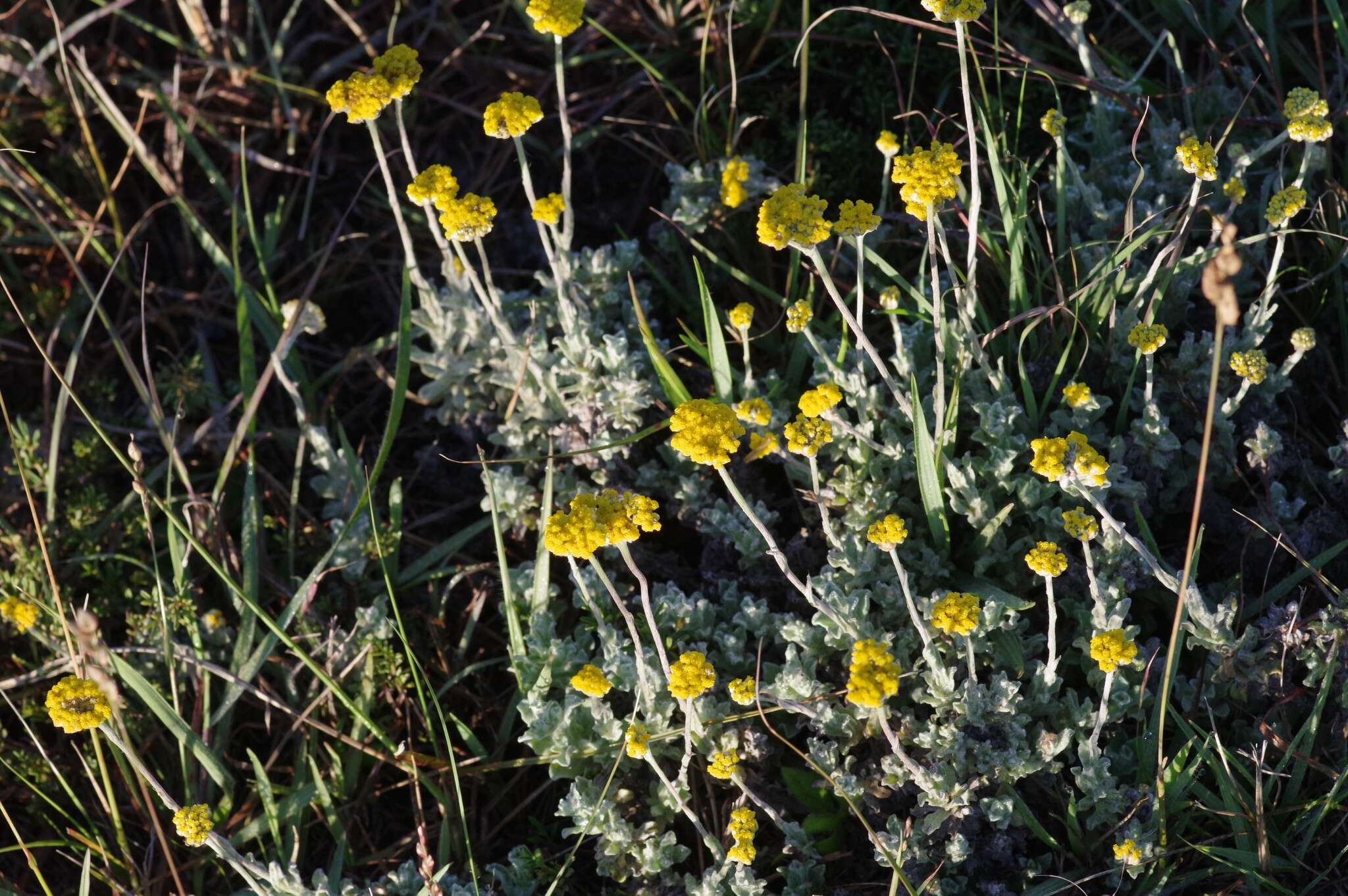 Image of Cold-remedy everlasting