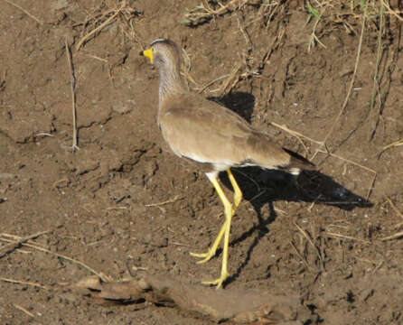 Image of African Wattled Lapwing