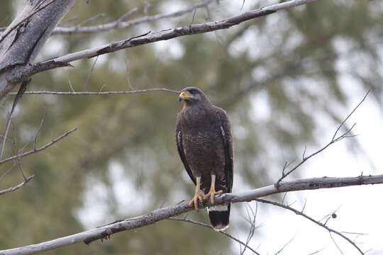 Image of Cuban Black Hawk