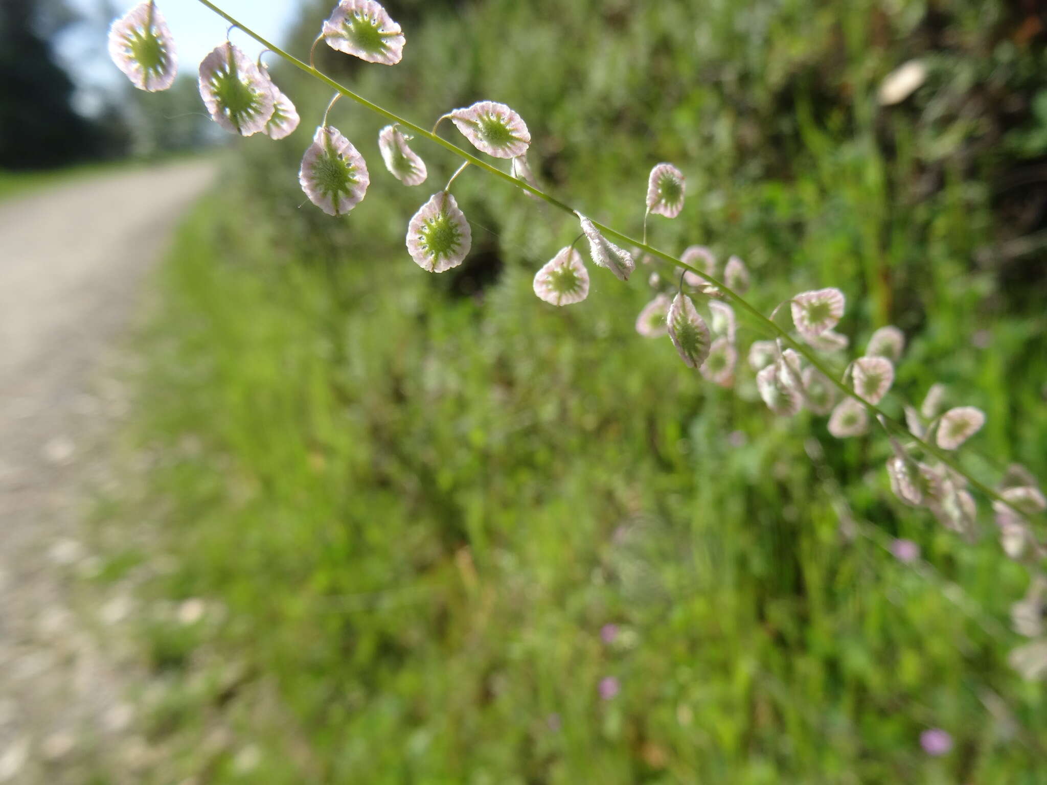 Image of sand fringepod