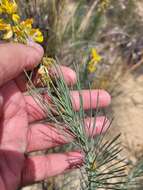 Image of Lebeckia sepiaria (L.) Thunb.