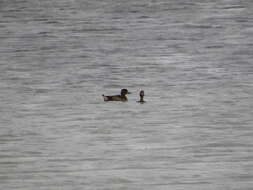 Image of Tufted Duck