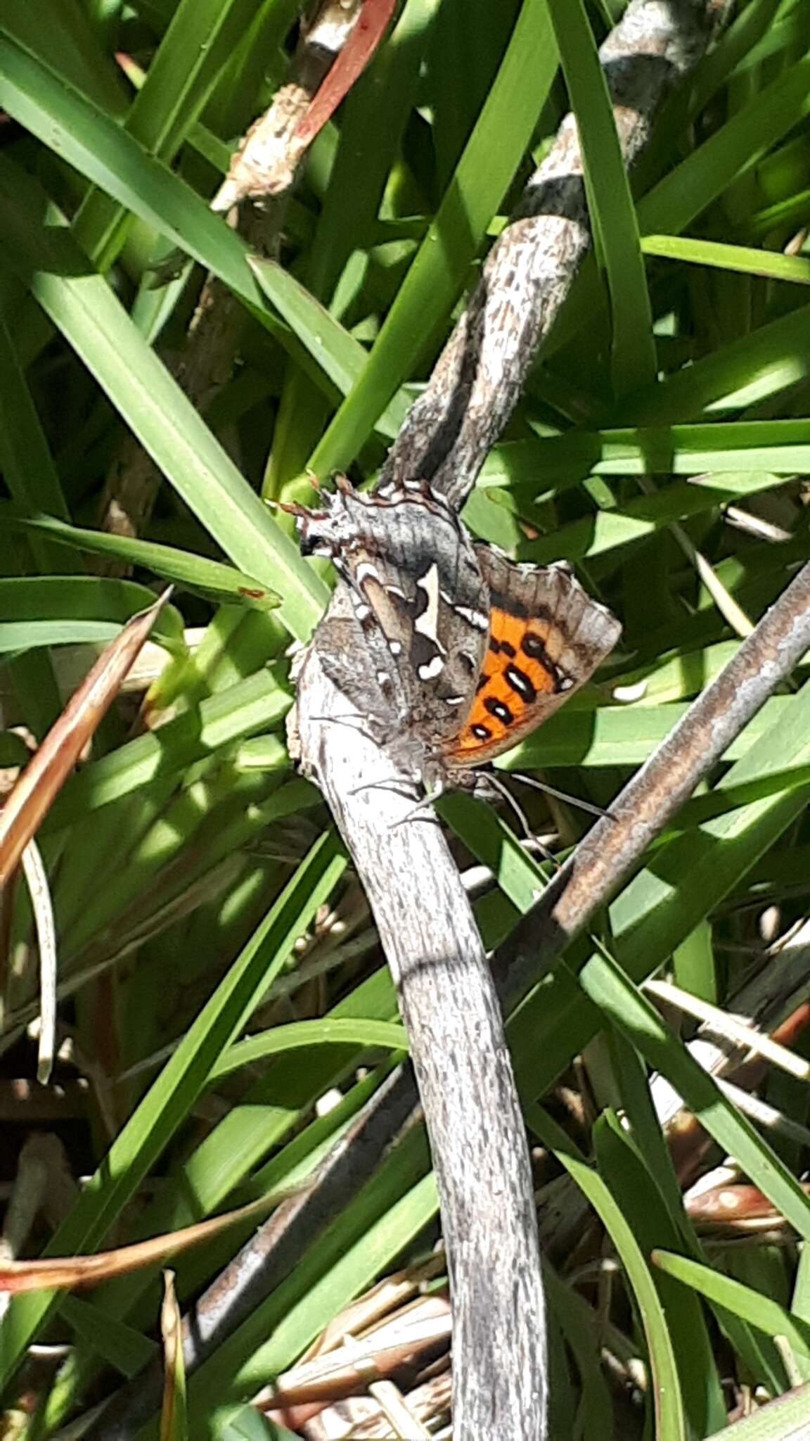 Image of Phasis thero (Linnaeus 1764)