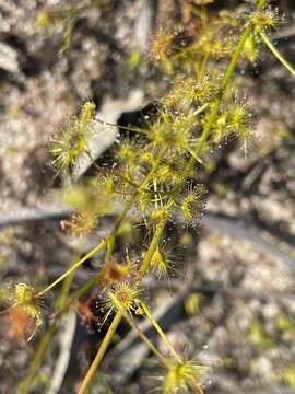 Image of Drosera neesii Lehm.