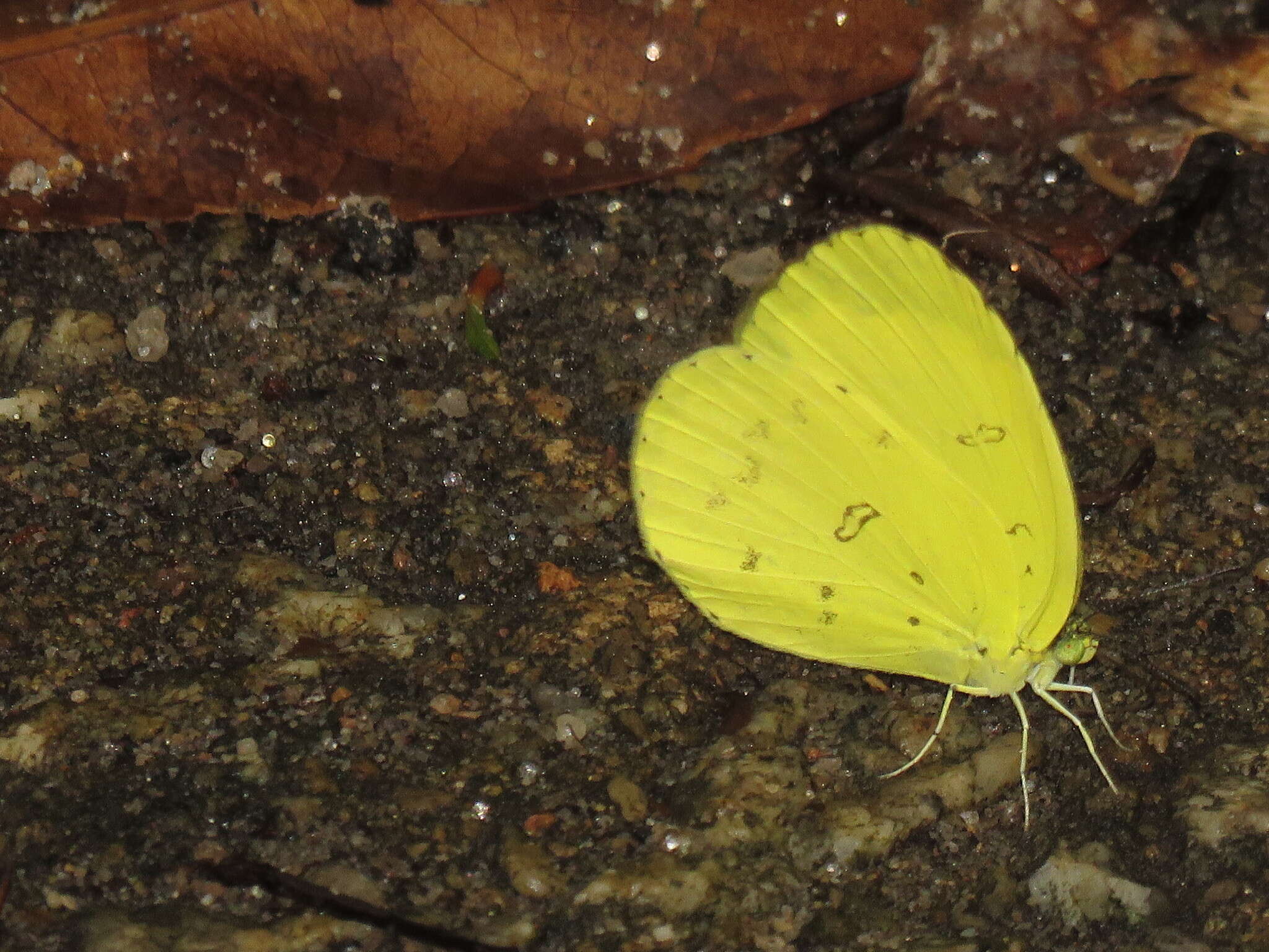 Image de Eurema blanda (Boisduval 1836)