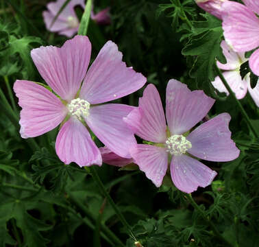 Image of musk mallow