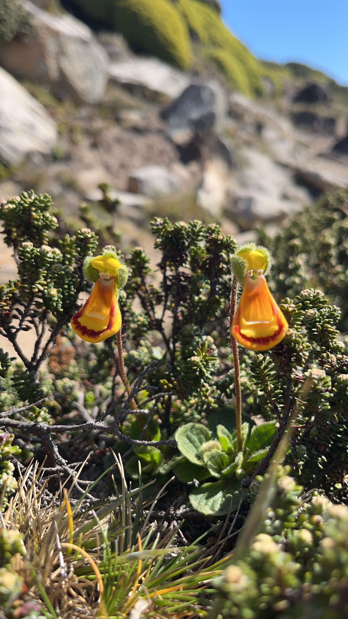 Image of Calceolaria fothergillii Soland. ex Ait.