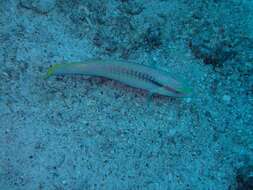 Image of Brownbanded wrasse