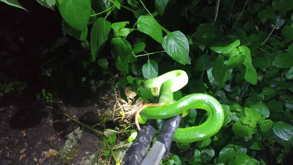 Image of White-lipped island pitviper