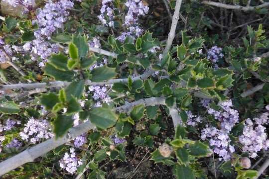 Image of Rincon Ridge ceanothus