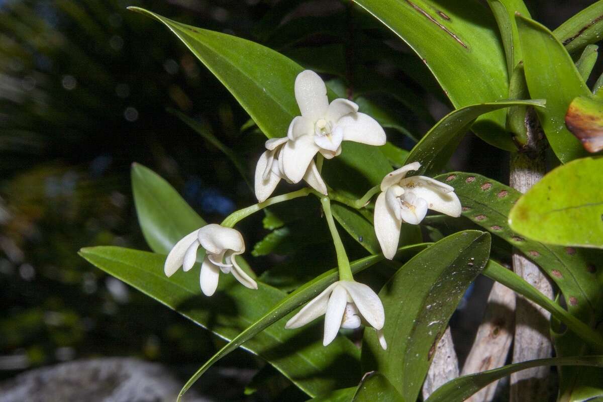 Image of Dendrobium gracilicaule var. howeanum Maiden