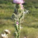 Imagem de Cirsium alatum (S. G. Gmel.) Bobrov