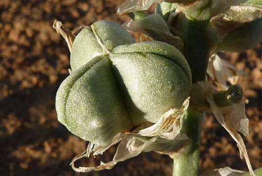 Image de Albuca amoena (Batt.) J. C. Manning & Goldblatt