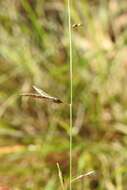 Image of Eragrostis spartinoides Steud.