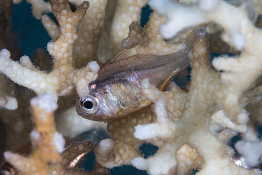 Image of Jebb&#39;s siphonfish