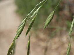 Imagem de Bromus catharticus var. catharticus