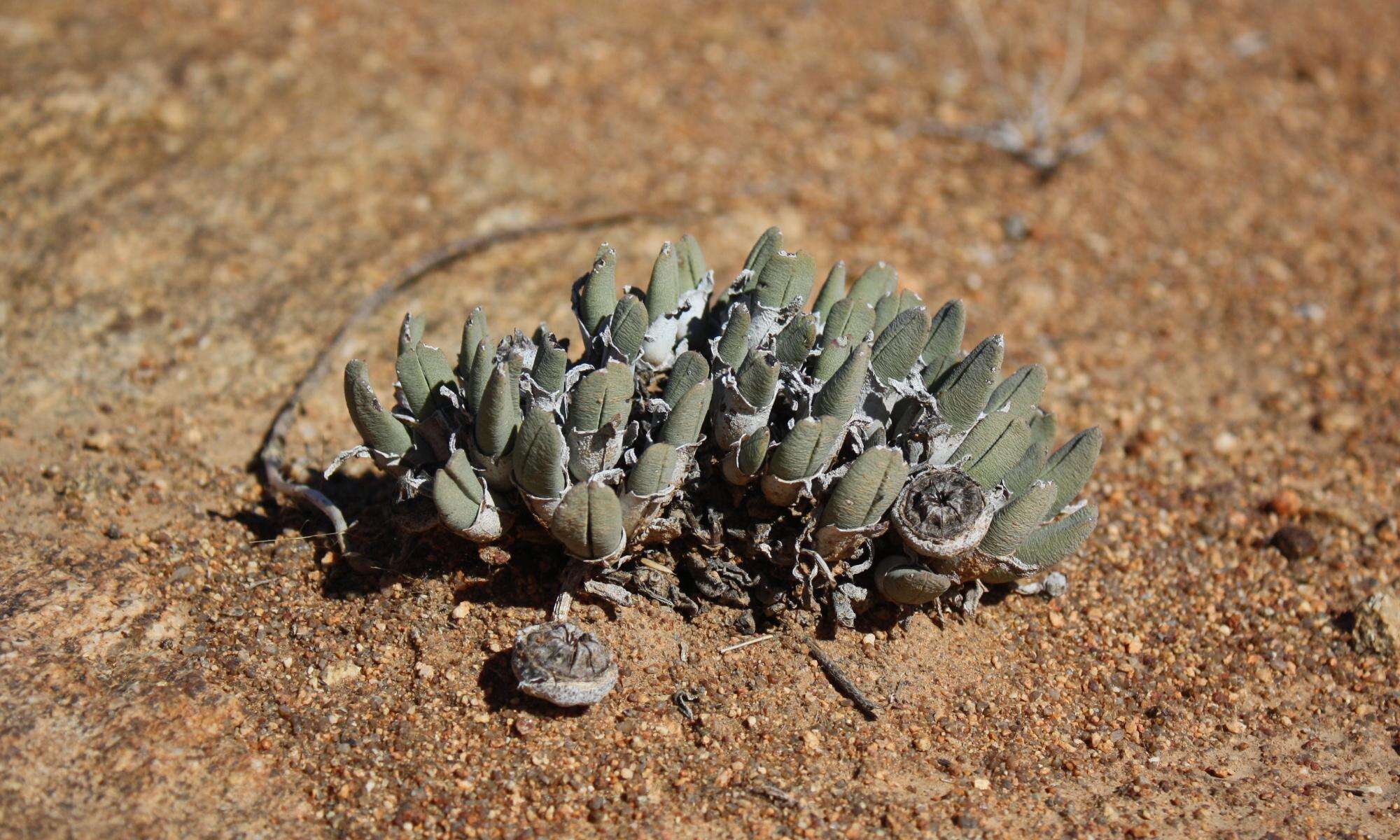 Image of Cheiridopsis namaquensis (Sonder) Hartmann